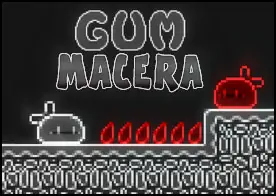Gum Macera - 